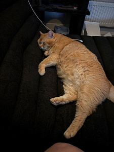 Фото покупателя, оценка 5 - 10